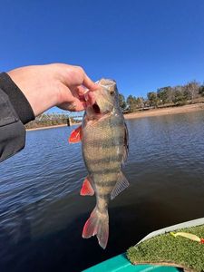European Perch