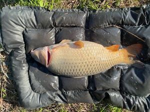 Common Carp