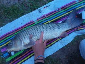 Common Carp