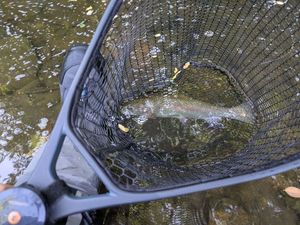 Rainbow Trout