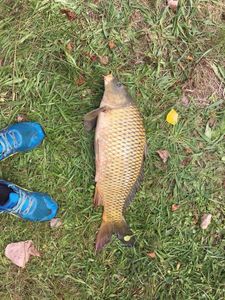 Common Carp