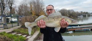 Zander