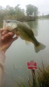 Largemouth Bass