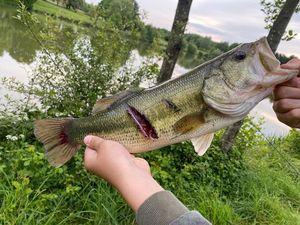 Largemouth Bass