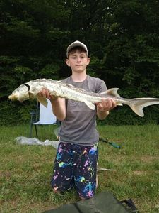 Sturgeon