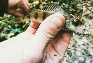 European Perch