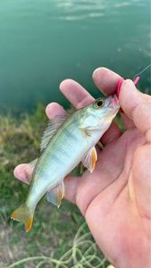 European Perch