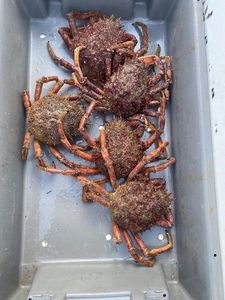 European Spider Crab