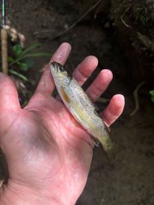 Brown Trout