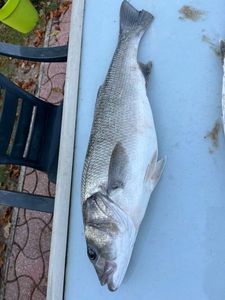 European Bass (Seabass)