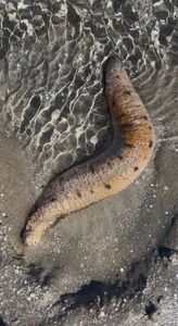 Concombre de mer