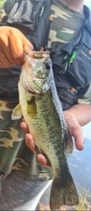 Largemouth Bass