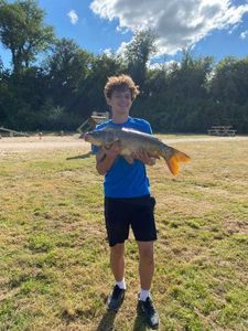 Common Carp