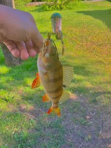 European Perch