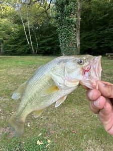 Largemouth Bass