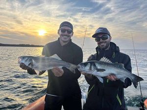 European Bass (Seabass)
