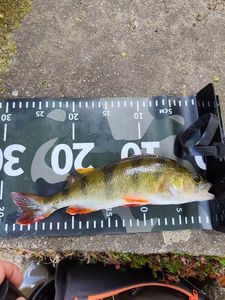 European Perch