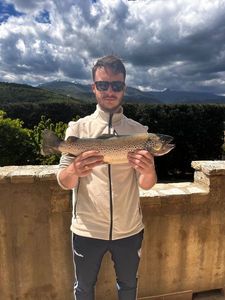 Golden Trout