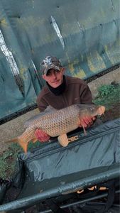 Common Carp