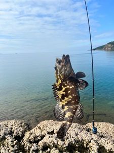 Nassau Grouper