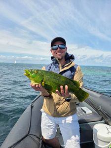Cuckoo Wrasse