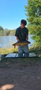 Mirror Carp