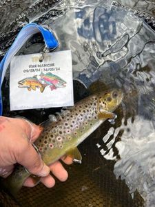 Brown Trout