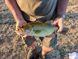 Largemouth Bass