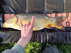 Mirror Carp