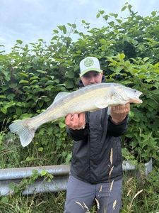 Zander
