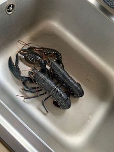 European Lobster