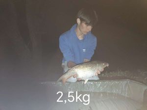 Common Carp