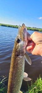 Northern Pike