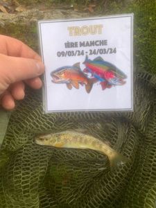 Brown Trout