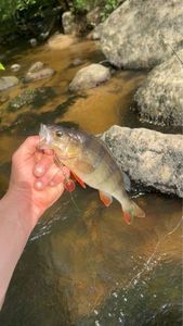 European Perch