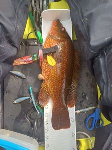 Ballan Wrasse