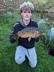 Mirror Carp