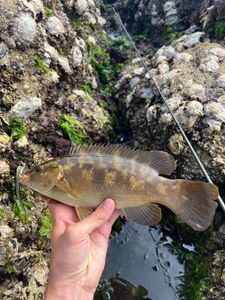 Ballan Wrasse
