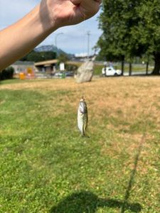 Largemouth Bass