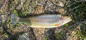 Rainbow Trout