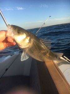 European Bass (Seabass)