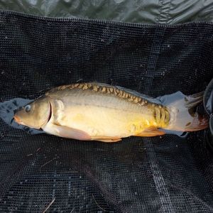 Mirror Carp