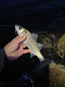 European Bass (Seabass)