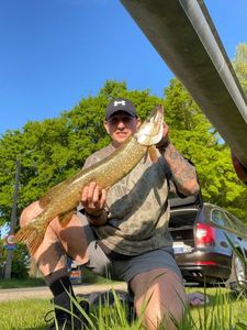 Northern Pike