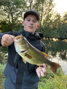 Largemouth Bass