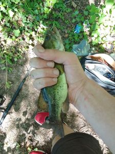 Largemouth Bass