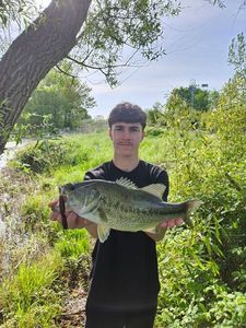 Largemouth Bass