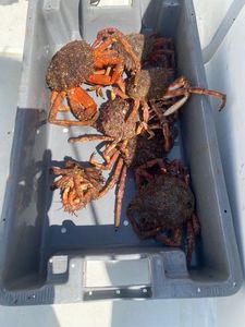 European Spider Crab
