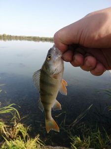 European Perch