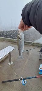 European Bass (Seabass)